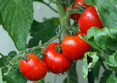 pomodori